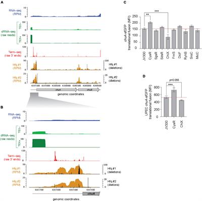 The Small RNA CyaR Activates Translation of the Outer Membrane Haem Receptor chuA in Enterohemorrhagic Escherichia coli